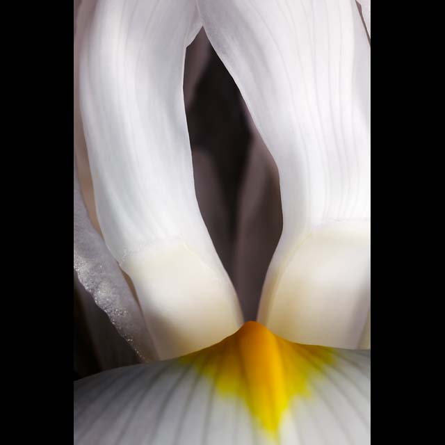 White Iris