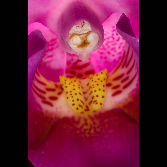 Pink Orchid