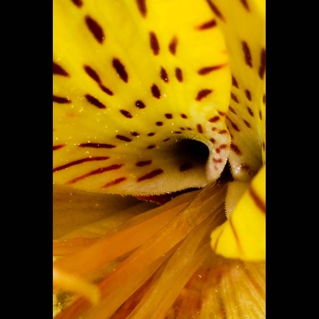 Yellow Alstroemeria