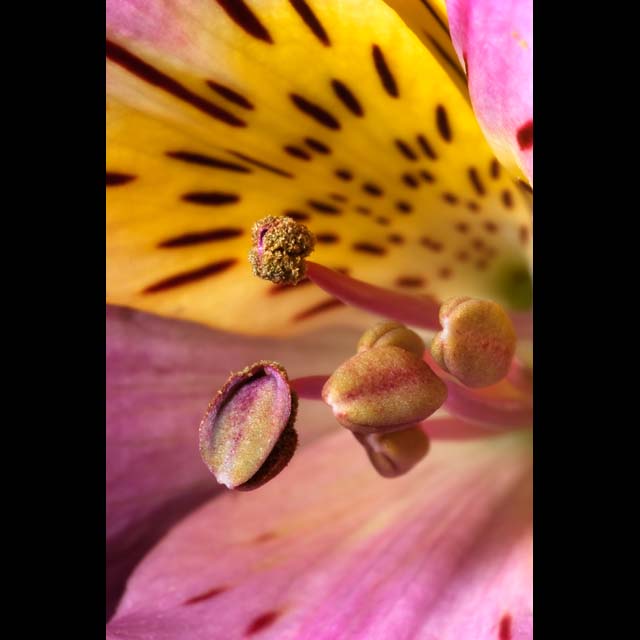 Alstroemeria