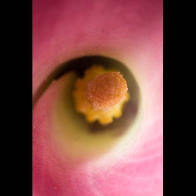 Pink Calla Lily