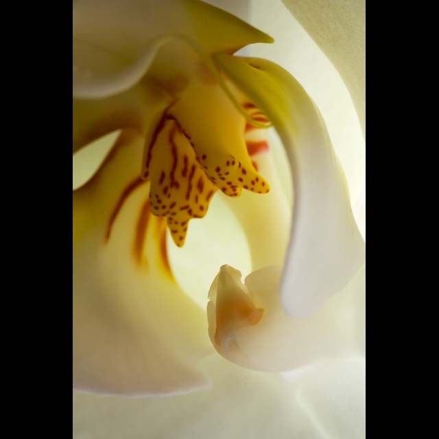 White Orchid