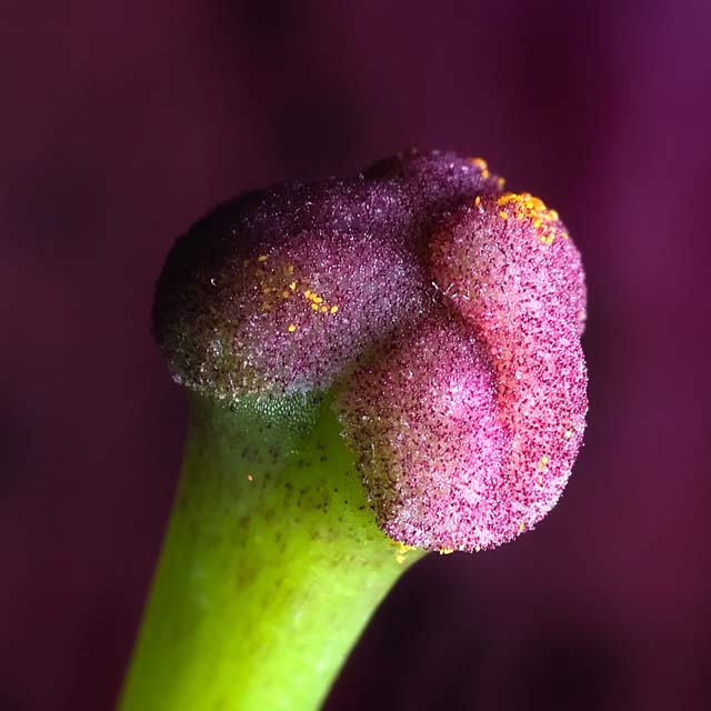 Pistil