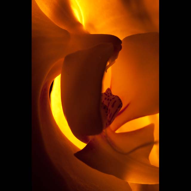 Fiery Stained Glass #2