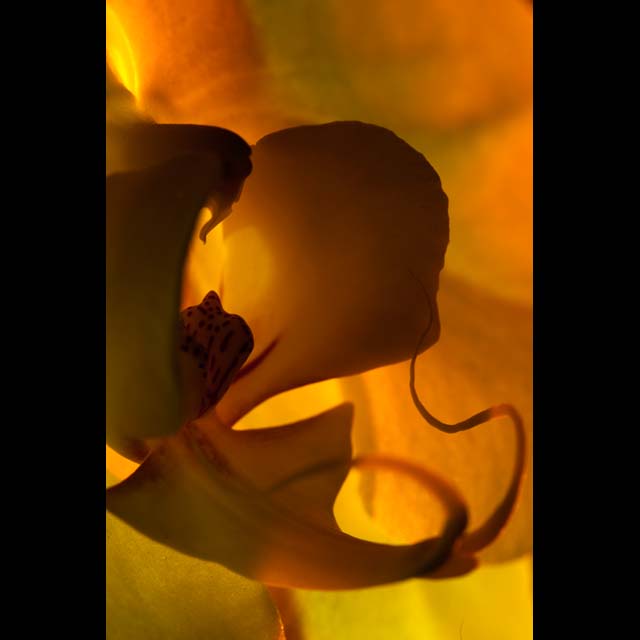 Fiery Stained Glass #3
