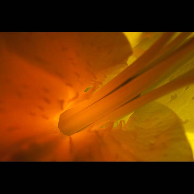 Orange Sea Creature