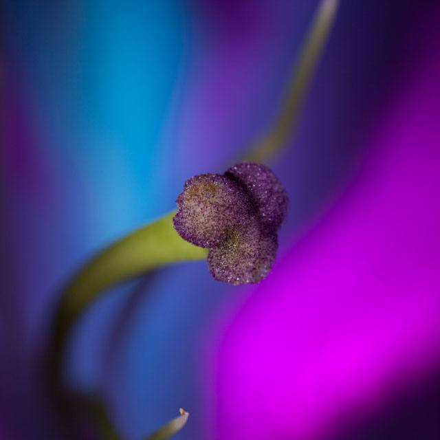 Stigma