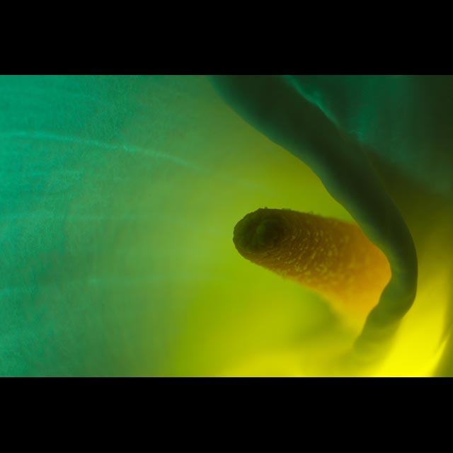 Green and Yellow