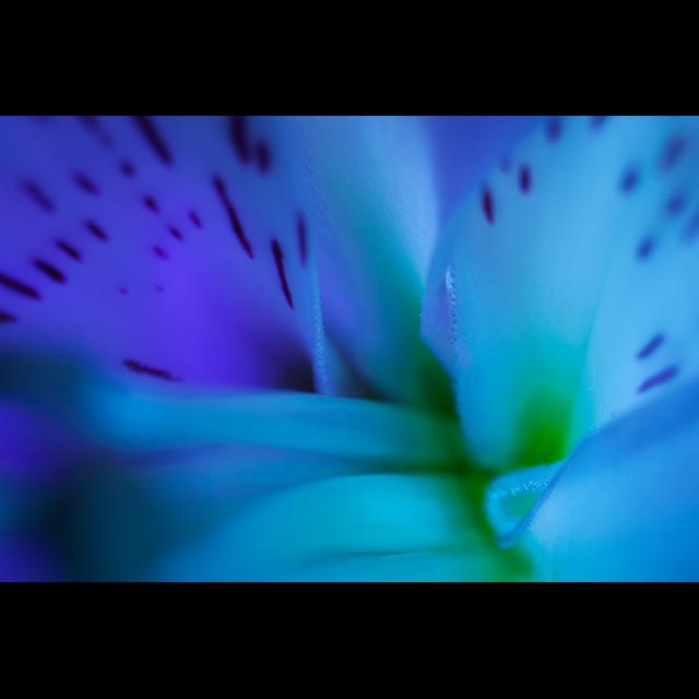 Purple and Teal