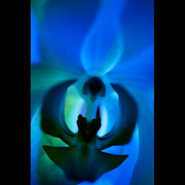 Blue Orchid