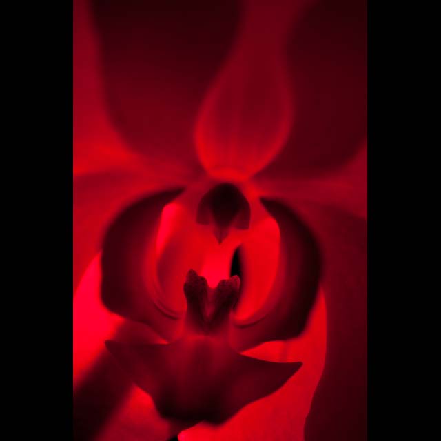 Red Orchid