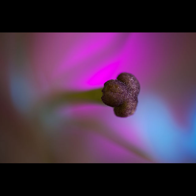 Stigma 2